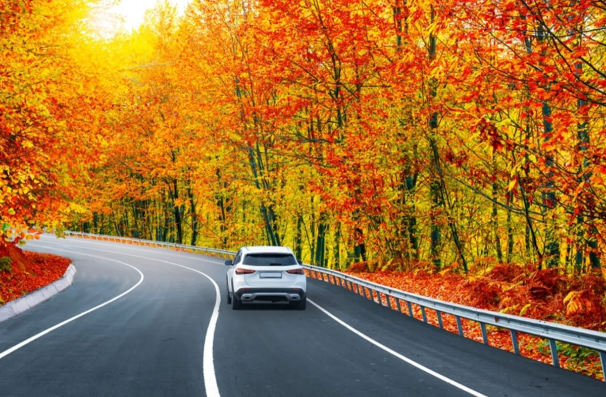 car on highway fall trees